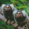 Marmosets Animals Diamond Paintings