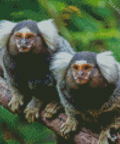 Marmosets Animals Diamond Paintings