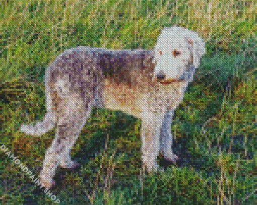 Bedlington Dog Diamond Paintings