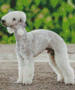 Bedlington Terrier Diamond Paintings