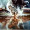 Cat Drinking Water Diamond Paintings