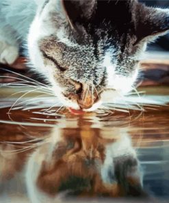 Cat Drinking Water Diamond Paintings