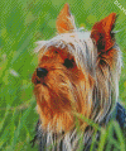 Australian Terrier Diamond Paintings