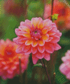 Dahlia Coral Flowers Diamond Paintings