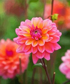 Dahlia Coral Flowers Diamond Paintings