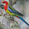 Eastern Rosella Bird Diamond Paintings