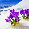 Flowers In Snow Diamond Paintings