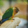 Green Cheeked Parakeet Diamond Paintings