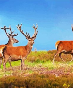 Highland Stag Animals Diamond Paintings