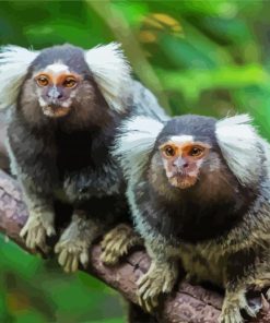 Marmosets Animals Diamond Paintings