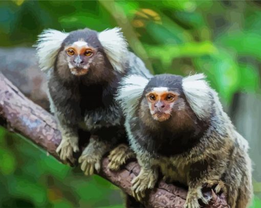 Marmosets Animals Diamond Paintings