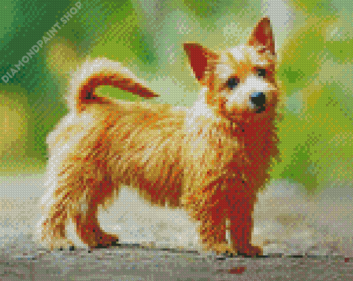 Norwish Terrier Diamond Paintings