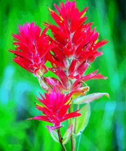 Indian Paintbrush Diamond Paintings