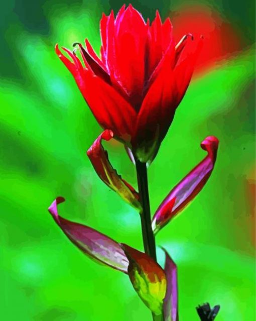 Red Indian Paintbrush Diamond Paintings