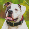 American Bulldog Diamond Paintings