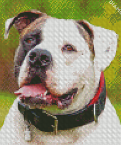 American Bulldog Diamond Paintings