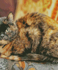 Tortoiseshelle Cat Diamond Paintings