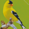 Yellow Finche Bird Diamond Paintings