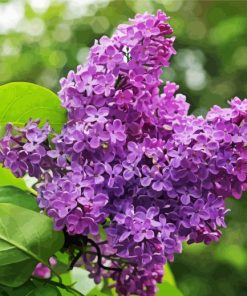 Purple Lilac Tree Diamond Paintings