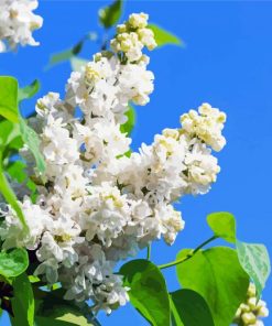 White Lilac Tree Diamond Paintings