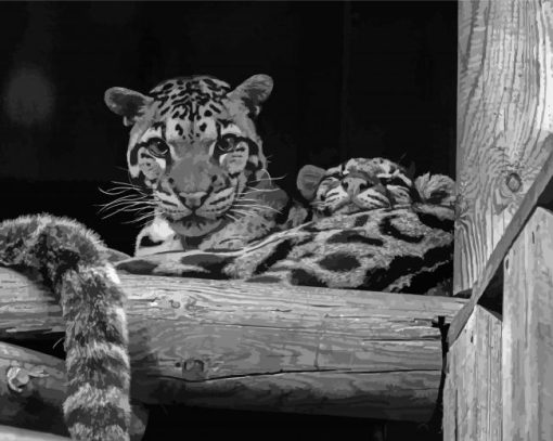 Monochrome Baby Tiger Diamond Paintings