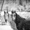 Monochrome Farm Horses Diamond Paintings