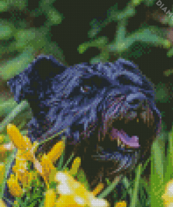 Black Cairn Terrier Dog Diamond Paintings