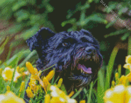 Black Cairn Terrier Dog Diamond Paintings