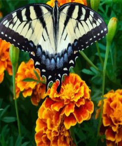 Butterfly On Marigolds Diamond Paintings