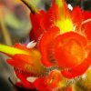 Close up Indian Paintbrush Diamond Paintings