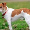 Jack Russell Dog Diamond Paintings