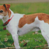 Jack Russell Dog Diamond Paintings