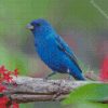 Blue Indigo Bunting Diamond Paintings