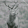 Monochrome Highland Stag Diamond Paintings