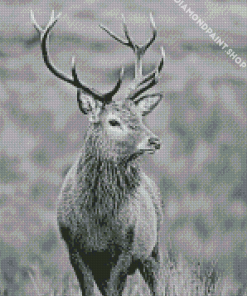 Monochrome Highland Stag Diamond Paintings