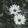 Monochrome Flowers Diamond Paintings