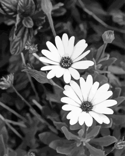 Monochrome Flowers Diamond Paintings