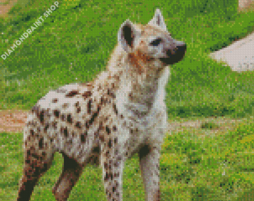 Spotted Hyena Diamond Paintings