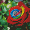 Colorful Rose Diamond Paintings