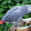 African Grey Parrot Diamond Paintings