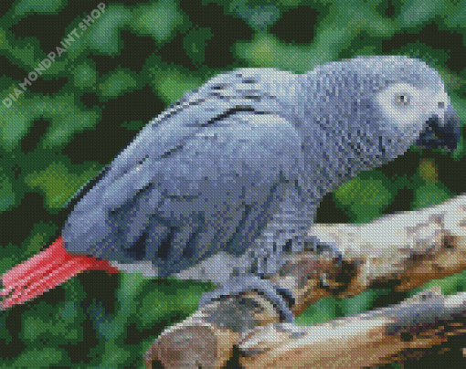 African Grey Parrot Diamond Paintings