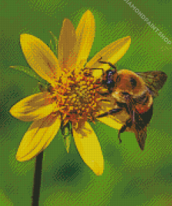 Bumble Bee Diamond By Paintings