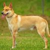 Carolina Dog Diamond By Paintings