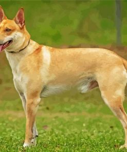 Carolina Dog Diamond By Paintings