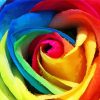 Colorful Rose Art Diamond Paintings