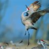 Cute Sandhill Crane Diamond By Paintings