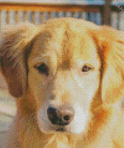 Golden Shepherd Diamond By Paintings