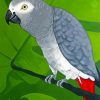 Grey Parrot Diamond Paintings