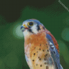 Kestrel Bird Diamond Paintings