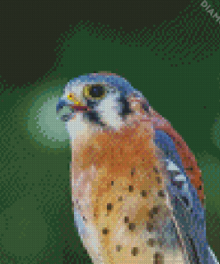 Kestrel Bird Diamond Paintings